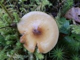 Pholiota spumosa image