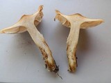 Pholiota spumosa image