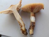 Pholiota spumosa image