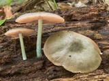 Pluteus americanus image