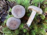 Lactarius hibbardiae image