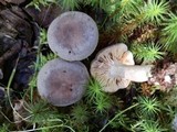 Lactarius hibbardiae image