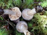 Lactarius hibbardiae image