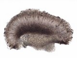 Collema ryssoleum image
