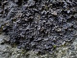 Collema ryssoleum image