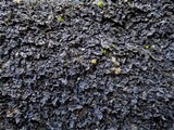 Collema ryssoleum image