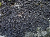 Collema ryssoleum image