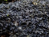 Collema ryssoleum image