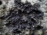 Collema ryssoleum image