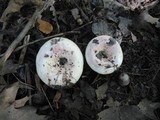 Lactarius controversus image