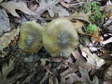 Tricholoma viridilutescens image