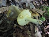 Tricholoma viridilutescens image