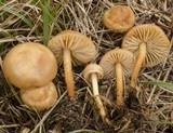 Marasmius oreades image