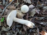Leccinum holopus image