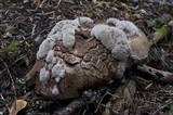 Sarcodon scabrosus image