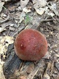 Boletus subluridellus image