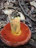 Boletus subluridellus image