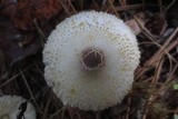 Leucocoprinus brebissonii image