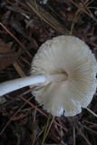 Leucocoprinus brebissonii image