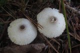 Leucocoprinus brebissonii image