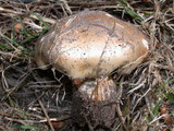 Hebeloma sinapizans image