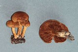 Inocybe terrigena image