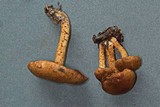 Inocybe terrigena image