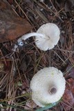 Leucocoprinus brebissonii image