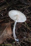 Leucocoprinus brebissonii image
