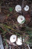 Leucocoprinus brebissonii image