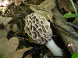 Morchella pseudoumbrina image