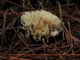 Sebacina schweinitzii image