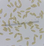 Tylopilus sordidus image