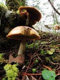Suillus luteus image
