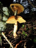 Suillus luteus image