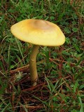 Amanita sect. Vaginatae image