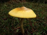 Amanita sect. Vaginatae image