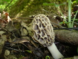 Morchella pseudoumbrina image