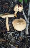 Lepiota magnispora image