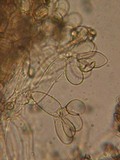 Inocybe terrigena image