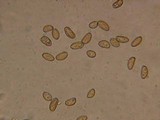 Inocybe terrigena image