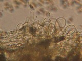 Inocybe gymnocarpa image
