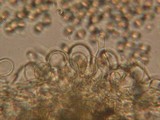Inocybe gymnocarpa image