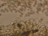 Inocybe gymnocarpa image