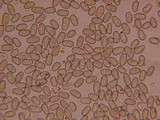 Inocybe gymnocarpa image