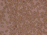 Inocybe gymnocarpa image