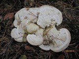 Daedalea ambigua image