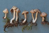Inocybe appendiculata image