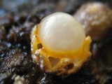 Sphaerobolus stellatus image