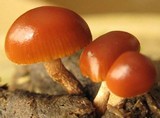 Psilocybe coprophila image